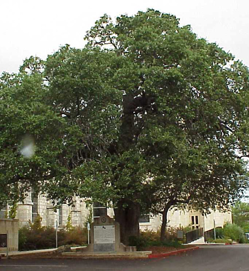 Church Oak-recent